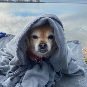 Meet your Posher, Bailey